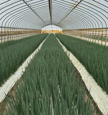 Japan's largest supplier of spring onions